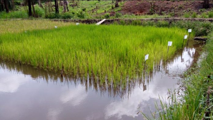 Extension workers in Liberia gain skills in improved rice-fish farming techniques