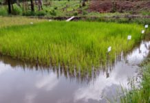 Extension officers in Liberia get improved rice-fish farming technology skills Extension officers in Liberia get improved rice-fish farming technology skills
