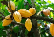 Cocoa Value Chain in Nigeria set for improvement Cocoa Value Chain in Nigeria set for improvement