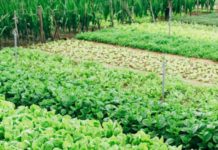 Portugal to recruit Moroccan workers for agriculture Portugal to recruit Moroccan workers for agriculture