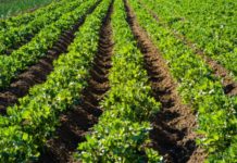 African Emergency Food Production Facility launched in Gambia African Emergency Food Production Facility (AEFPF) has been launched in Gambia. Minister for Agriculture, Hon. Dr. Demba Sabally performed the launch ceremony.