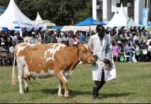 Central Kenya set for annual ASK show Central Kenya set for annual ASK show