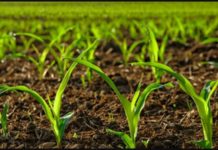 South Sudan, African Development Bank launch project to boost food production South Sudan, African Development Bank launch project to boost food production