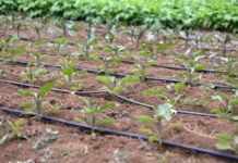 Kenya disburses Sh300M for phase two of SIVAP Kenya disburses Sh300M for phase two of SIVAP