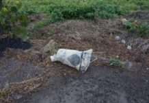 Kenya disburses subsidised fertilizer in Kisumu County Kenya disburses subsidised fertilizer in Kisumu County