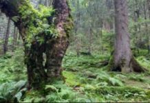 FAO, ONEDD inks deal on sustainable management of the Biban massif FAO, ONEDD inks deal on sustainable management of the Biban massif