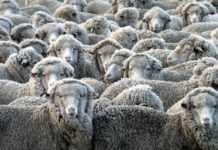 Meat Board of Namibia seeks sheep marketing scheme abolished Meat Board in Namibia seeks sheep marketing scheme abolished