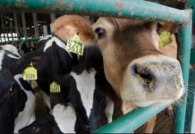 Australia bans personal meat products from FMD countries Australia bans personal meat products from FMD countries