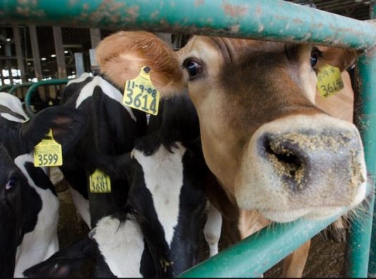 Saai Calls for National Disaster Declaration on Foot-and-Mouth Disease Outbreak to Prioritise Survival of Family Farmers Australia bans personal meat products from FMD countries