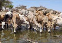 East Africa records uneven June/Sept seasonal rains