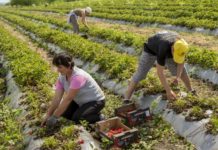 Europe vegetable growers plot moving to North Africa as energy crisis worsens