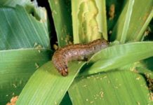Africa seeks remedy to Food Pests