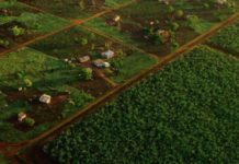 Academics argue large-scale farming not working in Africa