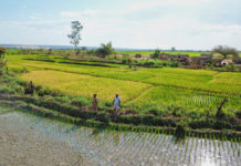 Madagascar: Yields increase for youth enterprises, thanks to an African Development Fund Project