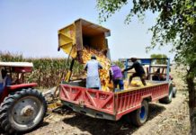 Kenya must avoid food shortages as maize prices double: Researcher