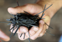 Why microbes matter to Nederburg