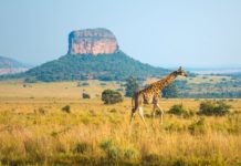 Conservation and the development of restituted land should not be mutually exclusive