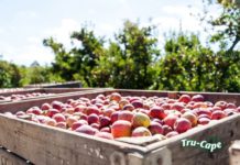 Tru-Cape growers produce one million bins of apples and pears in a single season