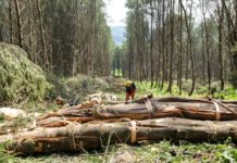 Trewirgie Timber drives successes further.