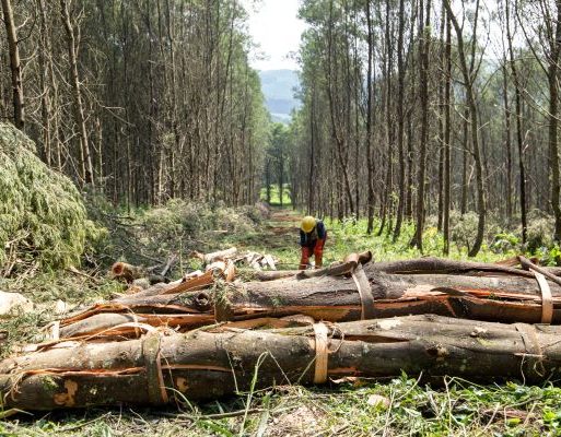 Wattle bark stripped and ready for tannin production