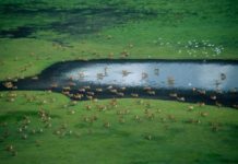 WWF, Varsity in € 550, 000 in Kafue River