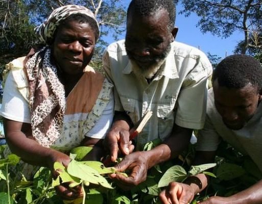 Zimbabwean farmer Handrixious Zvomarima (centre) and family members admiring their cowpea crop in Shamva District planted using conservation agriculture techniqu
