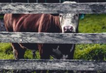 Offering healthcare services at livestock marts will help to remove stigma about seeking help among agricultural community, study shows