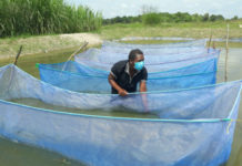 ‘Zambia wants increased fingerlings output’