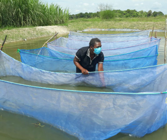 ‘Zambia wants increased fingerlings output’