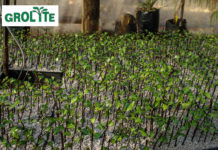 Get into the swing of Spring with Grolite®