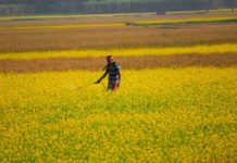 Could Kaolin Clay Replace Pesticides in Crops?