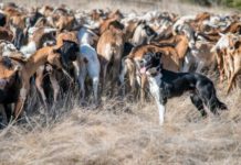 The Role of Dogs in African Agriculture