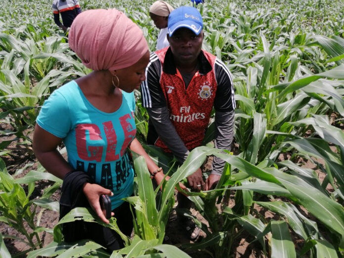 Global Farms enterprise,