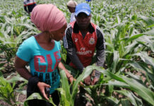 Strengthen Collaboration on Climate Adaptation Across the Continent, Experts say