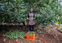 African low carbon innovators lead once more in prestigious international climate awards