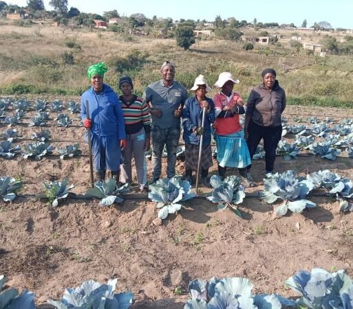 Benica Projects