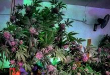 Investor dangles US25 mln for blueberries production in Zambia