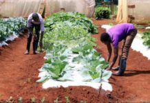 Gambia to develop an agribusiness TVET Centre Gambia to develop an agribusiness TVET Centre