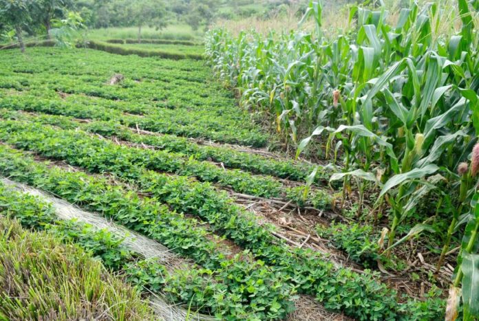 Stakeholders in Nigeria call for private sector investment policy in agriculture