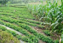Stakeholders in Nigeria call for private sector investment policy in agriculture Stakeholders in Nigeria call for private sector investment policy in agriculture