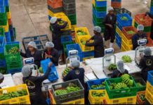 Twiga Foods to expand in Ivory Coast, DRC Twiga Foods to expand in Ivory Coast, DRC