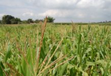 Agrarius establishes Africa’s first JSE listed Sukuk Agrarius establishes Africa's first JSE listed Sukuk