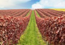 UM6P, ILO launch program to decarbonize agriculture UM6P, ILO launch program to decarbonize agriculture