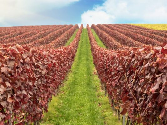 UM6P, ILO launch program to decarbonize agriculture UM6P, ILO launch program to decarbonize agriculture