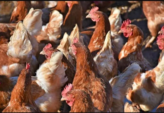 Algeria reports H5N1 bird flu outbreak on farm