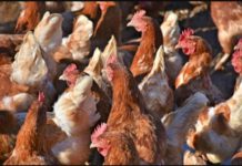 Algeria reports H5N1 bird flu outbreak on farm Algeria reports H5N1 bird flu outbreak on farm