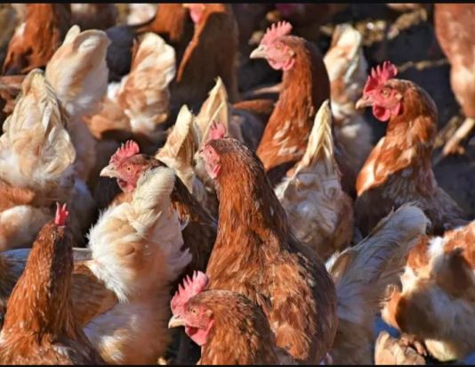Algeria reports H5N1 bird flu outbreak on farm Algeria reports H5N1 bird flu outbreak on farm