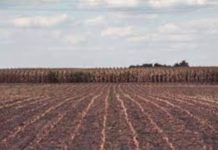 IFAD to begin dry season farming in Nigeria to mitigate flood impact IFAD to begin dry season farming in Nigeria to mitigate flood impact