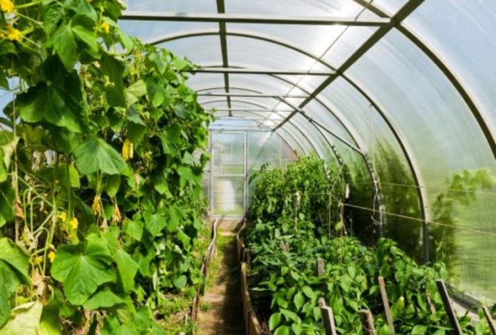 First Aquagrico Farms intends to establish Africa’s largest farmer’s market in NIgeria