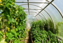 First Aquagrico Farms intends to establish Africa’s largest farmer’s market in NIgeria First Aquagrico Farms intends to establish Africa’s largest farmer’s market in NIgeria